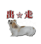 賢賢犬（かしこかしこドッグ）2（個別スタンプ：9）