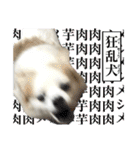 賢賢犬（かしこかしこドッグ）2（個別スタンプ：10）