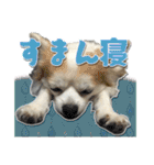 賢賢犬（かしこかしこドッグ）2（個別スタンプ：11）