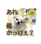 賢賢犬（かしこかしこドッグ）2（個別スタンプ：12）