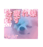 賢賢犬（かしこかしこドッグ）2（個別スタンプ：13）