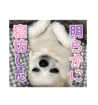 賢賢犬（かしこかしこドッグ）2（個別スタンプ：14）