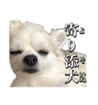 賢賢犬（かしこかしこドッグ）2（個別スタンプ：16）