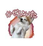 賢賢犬（かしこかしこドッグ）2（個別スタンプ：17）