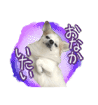 賢賢犬（かしこかしこドッグ）2（個別スタンプ：18）