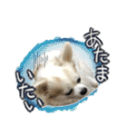 賢賢犬（かしこかしこドッグ）2（個別スタンプ：19）