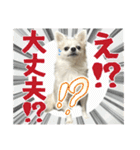賢賢犬（かしこかしこドッグ）2（個別スタンプ：20）