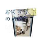 賢賢犬（かしこかしこドッグ）2（個別スタンプ：21）
