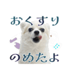 賢賢犬（かしこかしこドッグ）2（個別スタンプ：22）