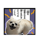 賢賢犬（かしこかしこドッグ）2（個別スタンプ：24）