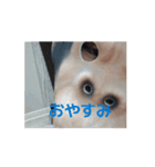 イキゴリの日常（個別スタンプ：13）