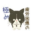 五月病絶賛こじらせ中！【ハチワレコンビ】（個別スタンプ：3）