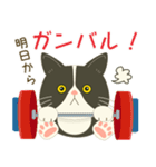 五月病絶賛こじらせ中！【ハチワレコンビ】（個別スタンプ：29）
