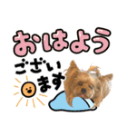 ヨーキーのフィガロ（個別スタンプ：1）