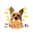 ヨーキーのフィガロ（個別スタンプ：2）
