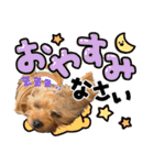 ヨーキーのフィガロ（個別スタンプ：4）