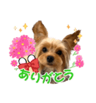 ヨーキーのフィガロ（個別スタンプ：6）