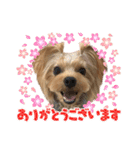 ヨーキーのフィガロ（個別スタンプ：8）