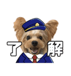 ヨーキーのフィガロ（個別スタンプ：11）