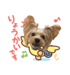 ヨーキーのフィガロ（個別スタンプ：12）