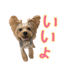 ヨーキーのフィガロ（個別スタンプ：14）