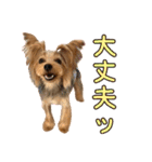 ヨーキーのフィガロ（個別スタンプ：16）