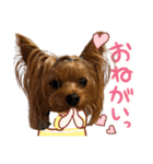 ヨーキーのフィガロ（個別スタンプ：18）