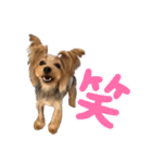 ヨーキーのフィガロ（個別スタンプ：19）