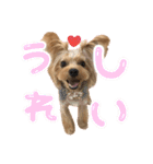 ヨーキーのフィガロ（個別スタンプ：20）