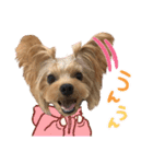 ヨーキーのフィガロ（個別スタンプ：22）
