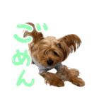 ヨーキーのフィガロ（個別スタンプ：28）