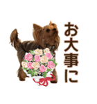 ヨーキーのフィガロ（個別スタンプ：30）