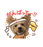 ヨーキーのフィガロ（個別スタンプ：31）