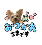 ヨーキーのフィガロ（個別スタンプ：32）