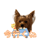 ヨーキーのフィガロ（個別スタンプ：33）