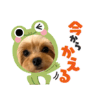 ヨーキーのフィガロ（個別スタンプ：35）