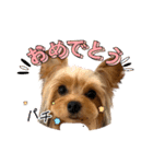 ヨーキーのフィガロ（個別スタンプ：36）