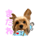 ヨーキーのフィガロ（個別スタンプ：39）