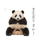 かわいいパンダ（敬語）（個別スタンプ：10）