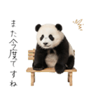 かわいいパンダ（敬語）（個別スタンプ：34）