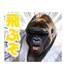 サングラスしたゴリラ【バスローブ3】（個別スタンプ：11）