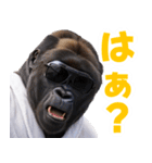 サングラスしたゴリラ【バスローブ3】（個別スタンプ：13）