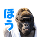 サングラスしたゴリラ【バスローブ3】（個別スタンプ：21）