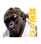 サングラスしたゴリラ【バスローブ3】（個別スタンプ：29）