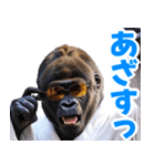 サングラスしたゴリラ【バスローブ3】（個別スタンプ：35）