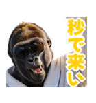 サングラスしたゴリラ【バスローブ3】（個別スタンプ：37）