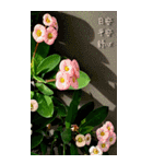 ガーデン.良い一日（8CTWJ13）改訂版（個別スタンプ：6）