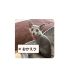 ロシアンブルーのルナちゃん（個別スタンプ：9）
