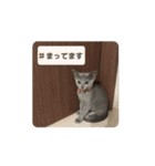 ロシアンブルーのルナちゃん（個別スタンプ：14）