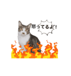 保護猫シンとテンの物語（個別スタンプ：1）